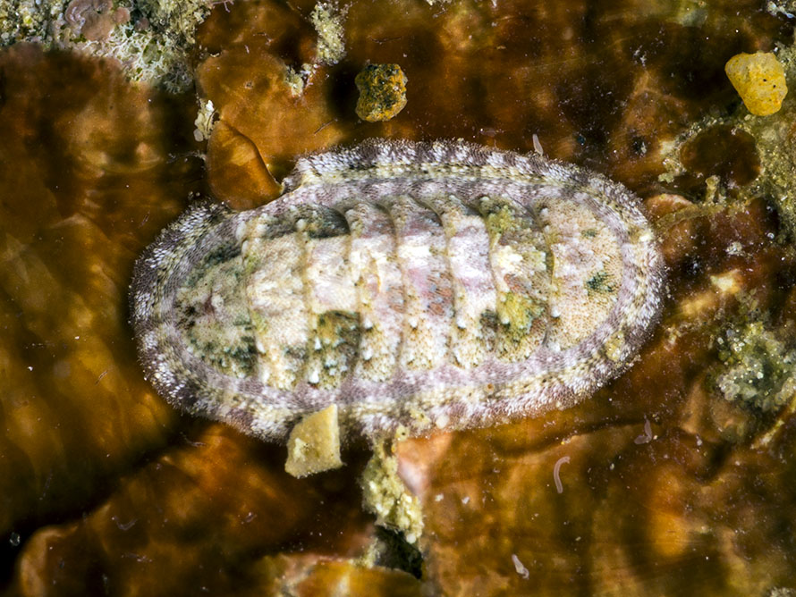 Ischnochitonidae 3